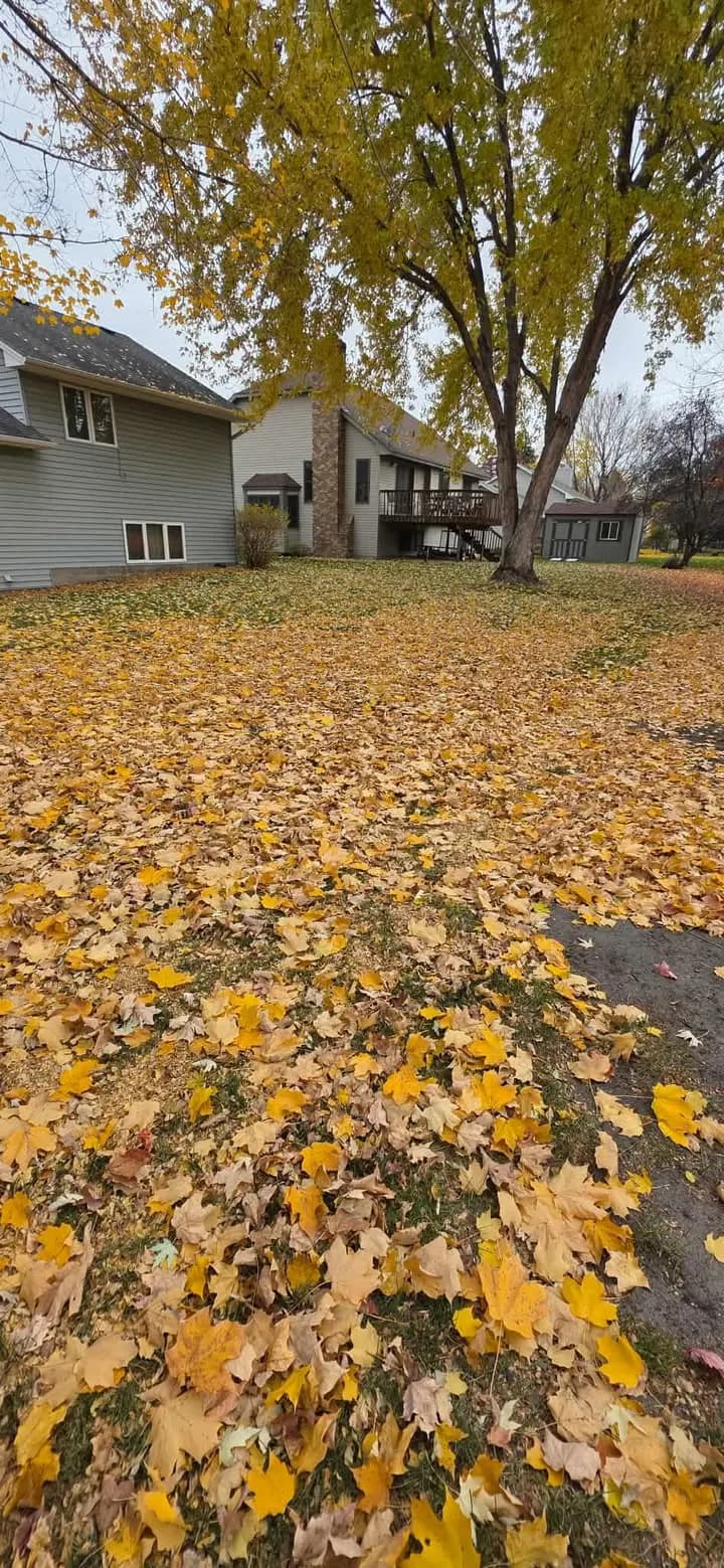 Before: Yard transformation 1